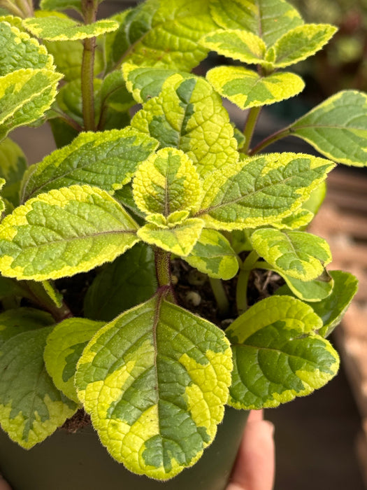 Plectranthus ‘Guacamole’