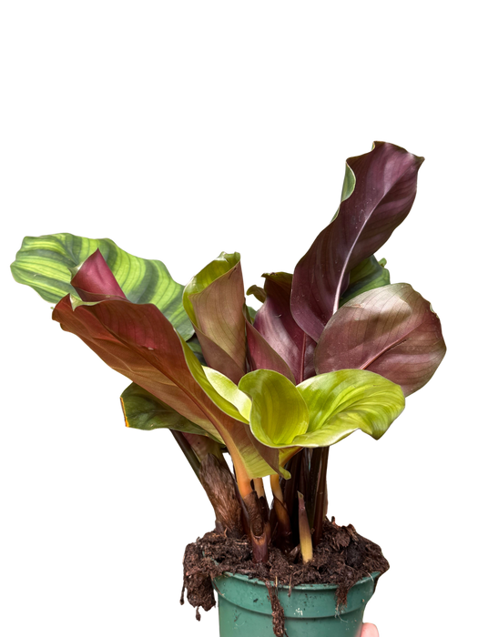 Calathea 'Fasciata'