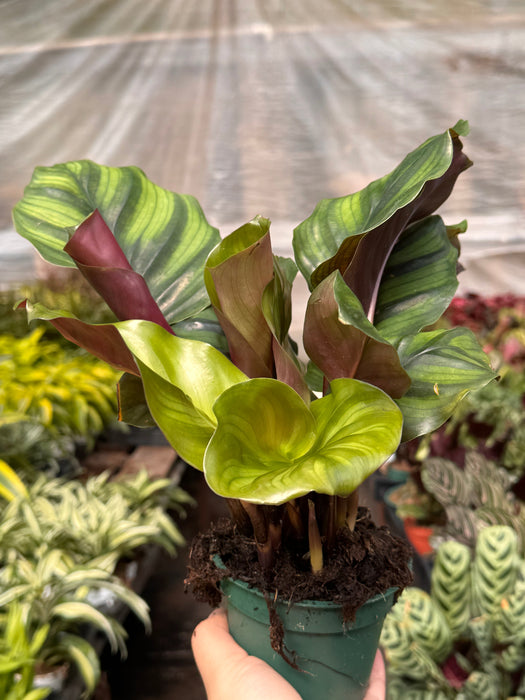 Calathea 'Fasciata'