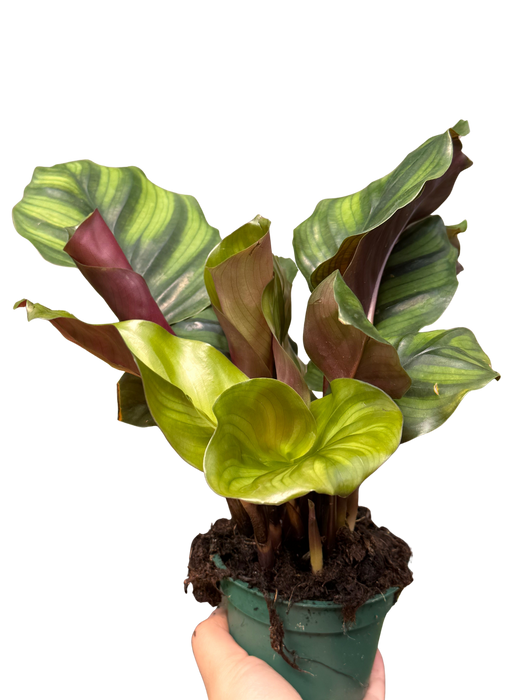 Calathea 'Fasciata'