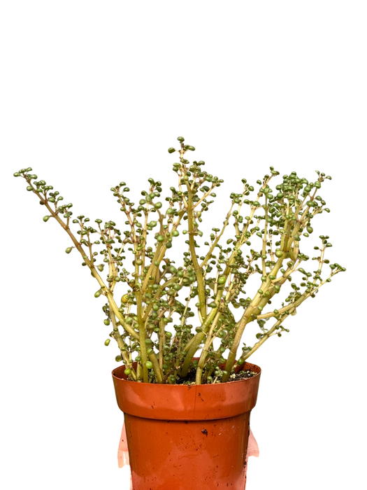 Pilea 'Globosa’