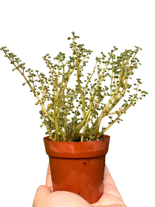 Pilea 'Globosa’
