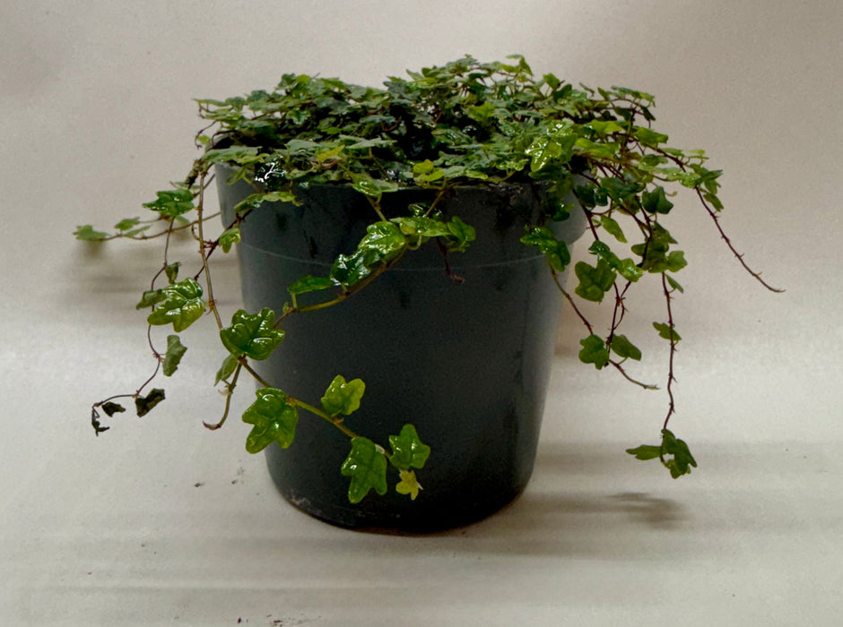 Ficus 'String of Frogs'