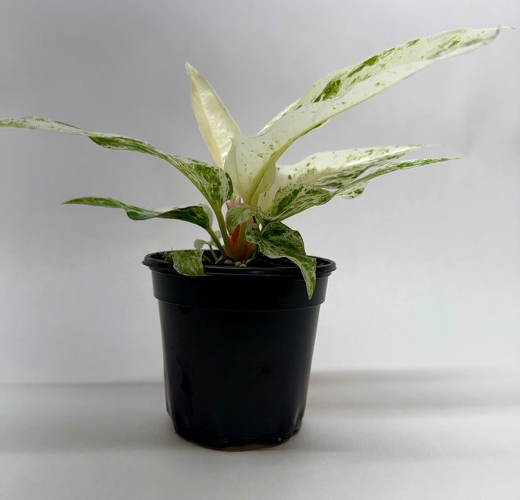 Anthurium 'Variegated Hookeri'