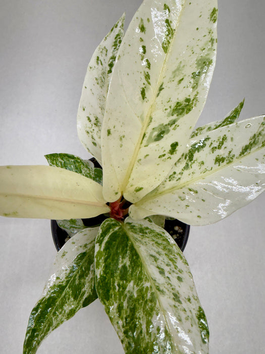 Anthurium 'Variegated Hookeri'