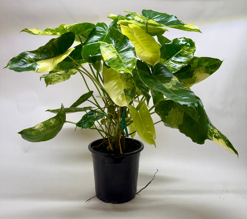 Philodendron 'Burle Marx Albo'