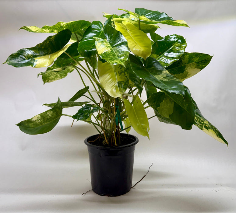 Philodendron 'Burle Marx Albo'