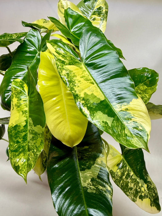 Philodendron 'Burle Marx Albo'