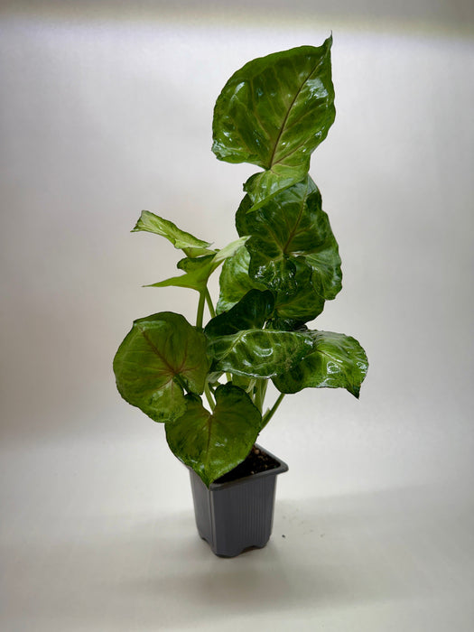 Syngonium Cream Allusion