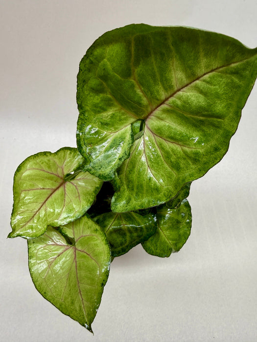 Syngonium Cream Allusion