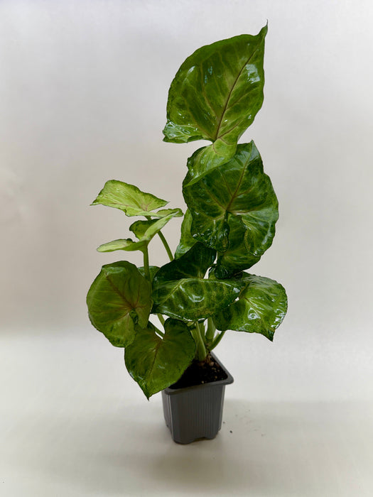 Syngonium Cream Allusion