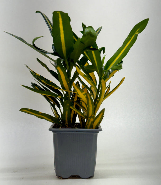 Croton 'Sunny Star'