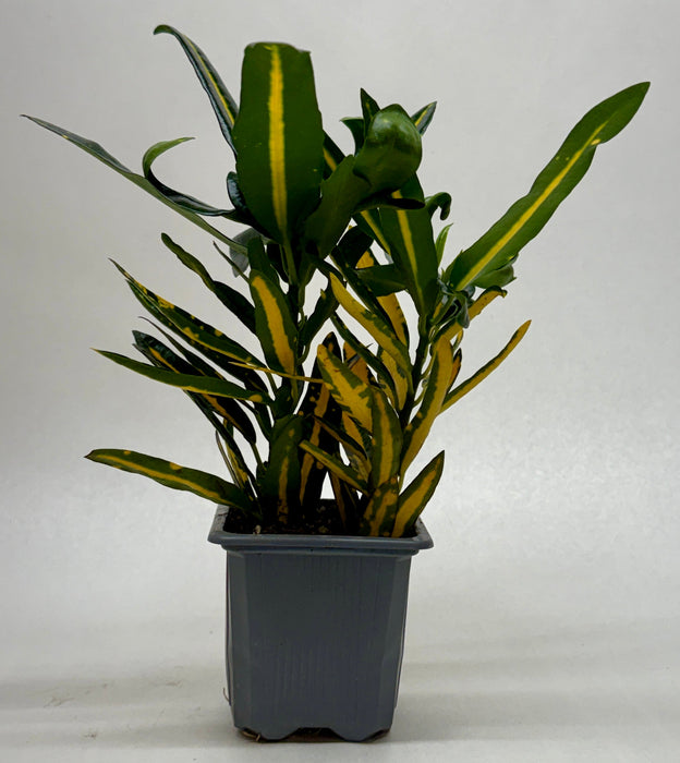 Croton 'Sunny Star'