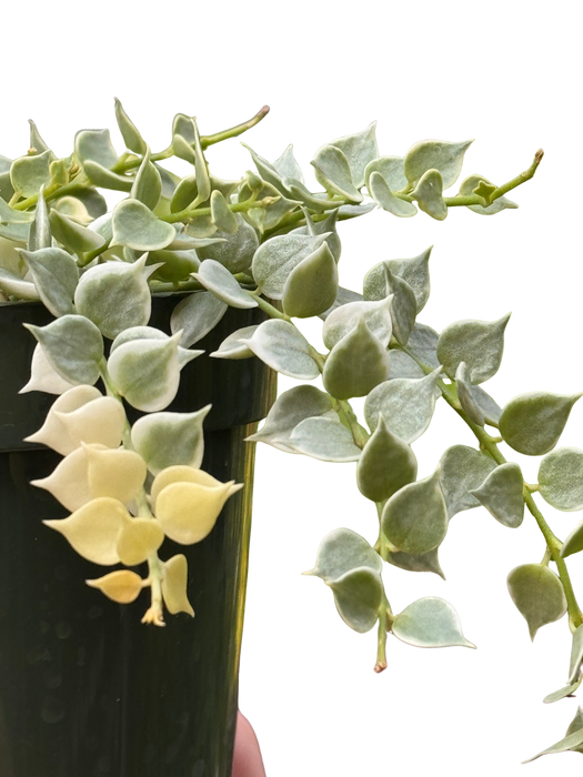 Dischidia 'Million Hearts' Variegated