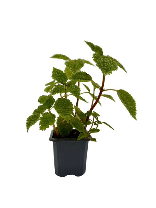 Pilea 'Moon Valley'