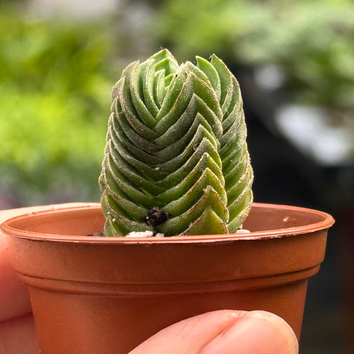 Crassula ‘Buddha’s Temple’