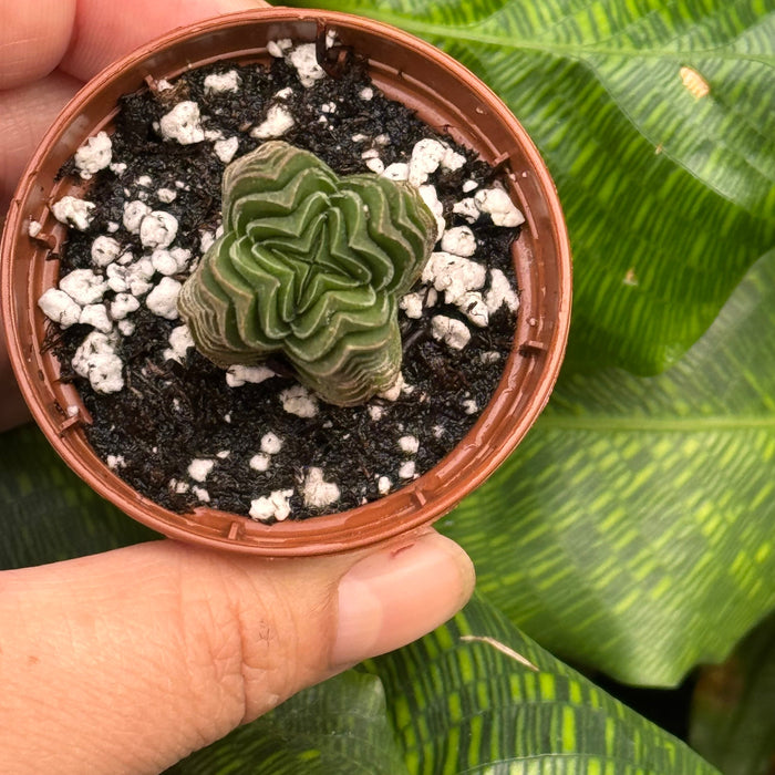 Crassula ‘Buddha’s Temple’