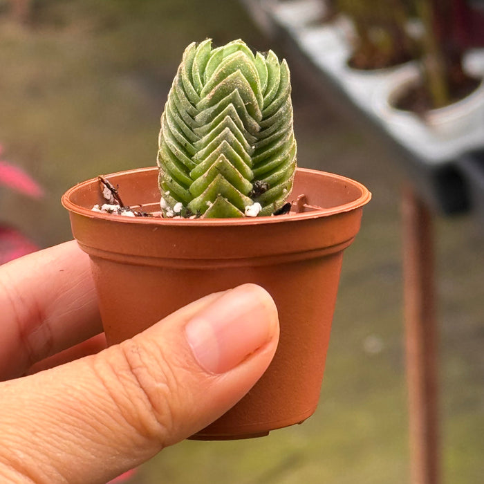 Crassula ‘Buddha’s Temple’