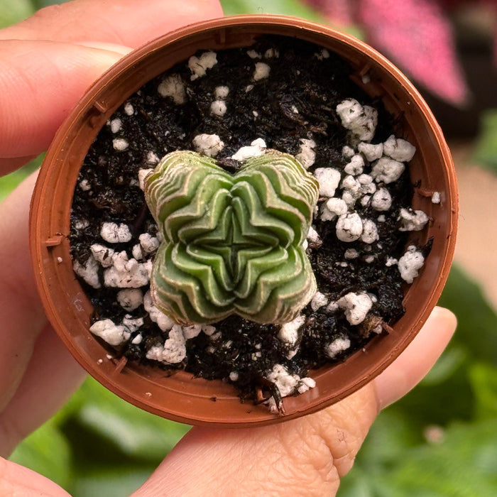 Crassula ‘Buddha’s Temple’