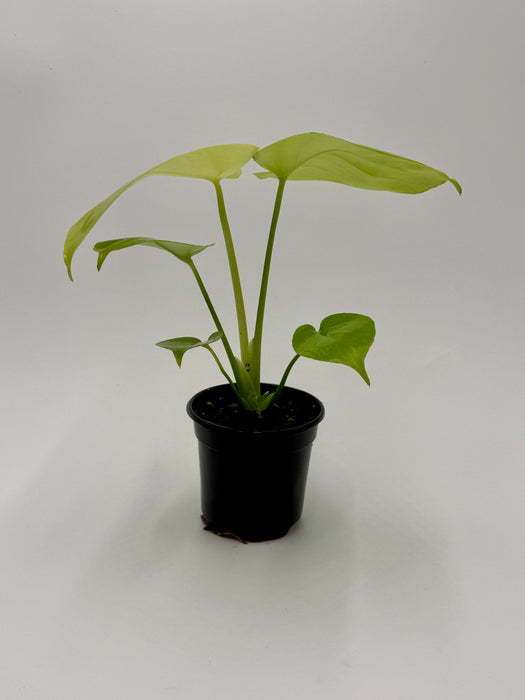Monstera 'Super Golden'