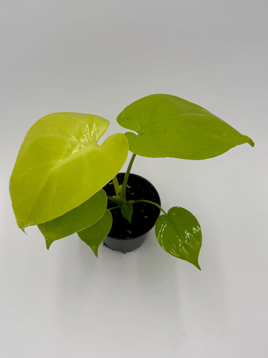 Monstera 'Super Golden'