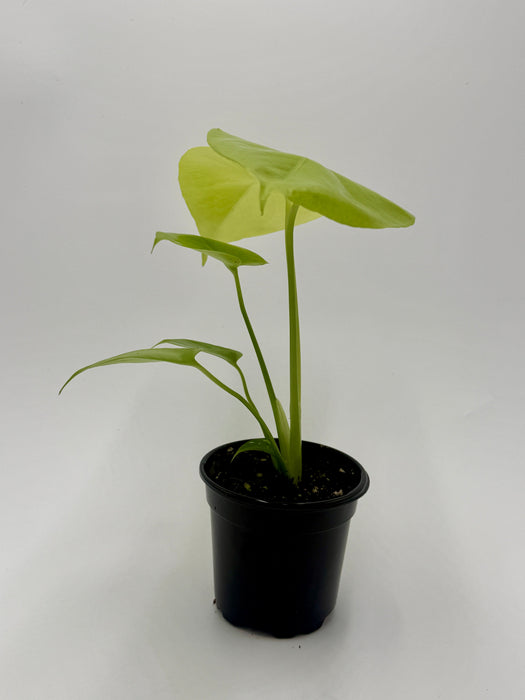 Monstera 'Super Golden'