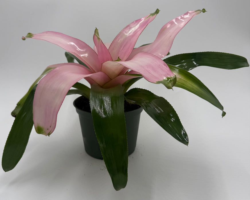 Bromeliad 'Cotton Candy'