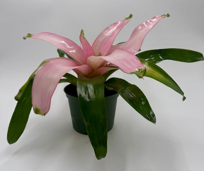 Bromeliad 'Cotton Candy'