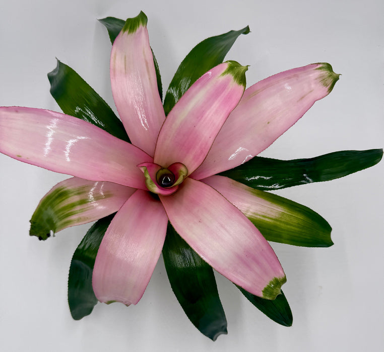 Bromeliad 'Cotton Candy'