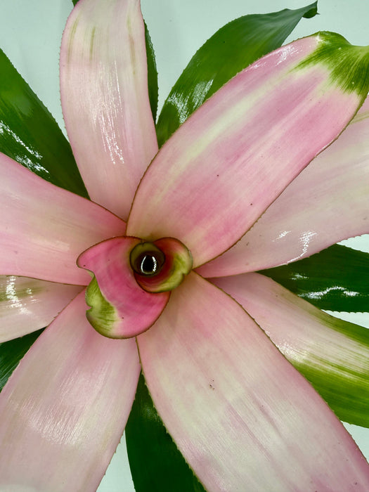 Bromeliad 'Cotton Candy'