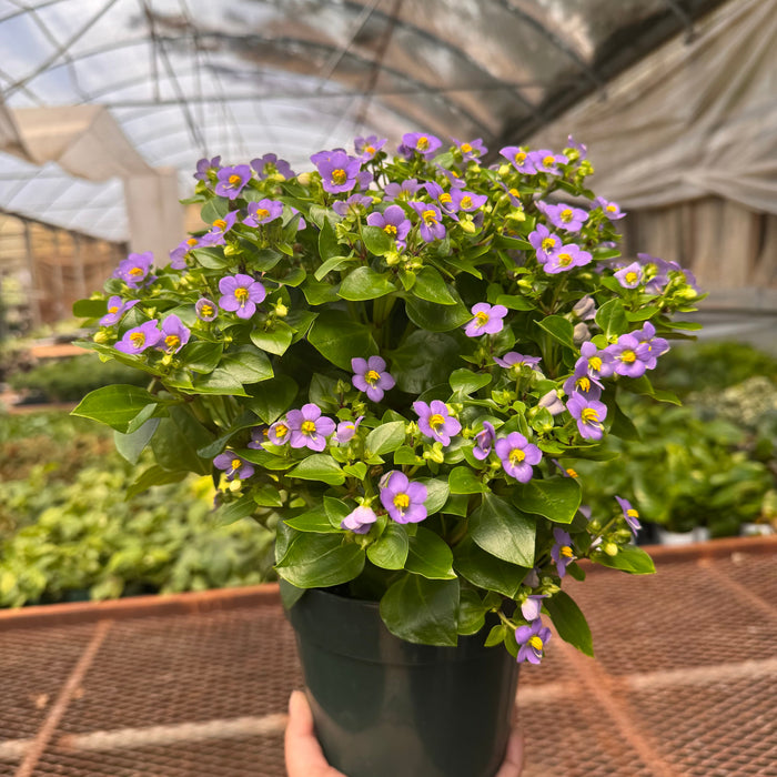 Exacum 'Persian Violet'