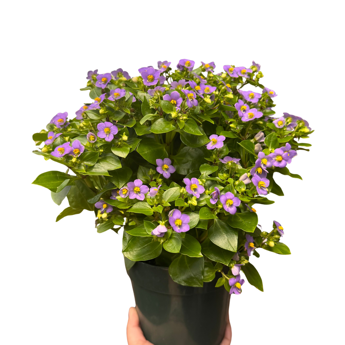 Exacum 'Persian Violet'