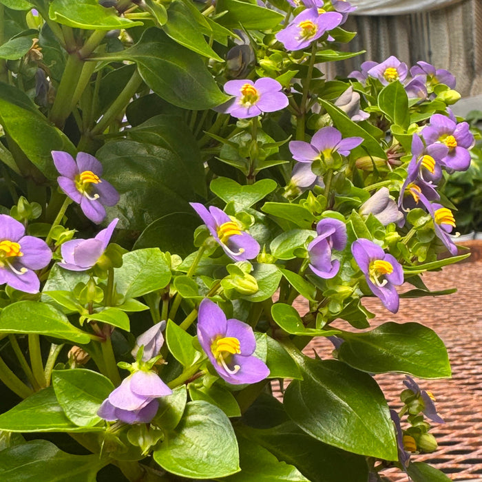 Exacum 'Persian Violet'