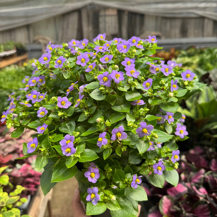 Exacum 'Persian Violet'