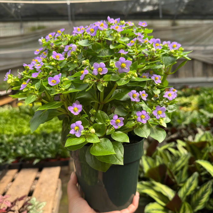 Exacum 'Persian Violet'