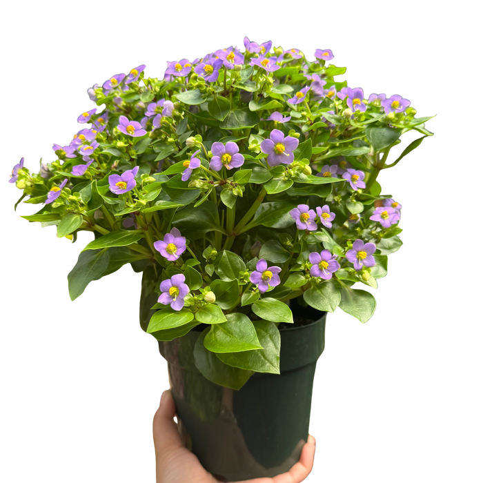 Exacum 'Persian Violet'