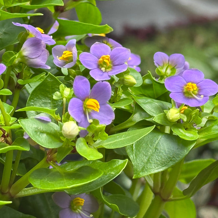 Exacum 'Persian Violet'