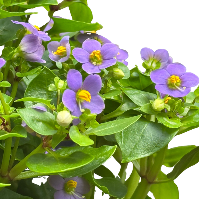 Exacum 'Persian Violet'