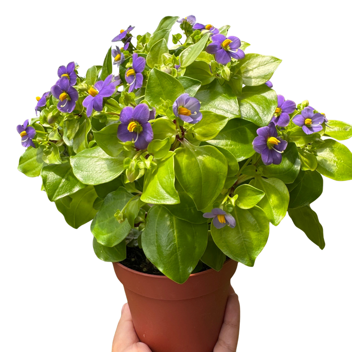 Exacum 'Persian Violet'