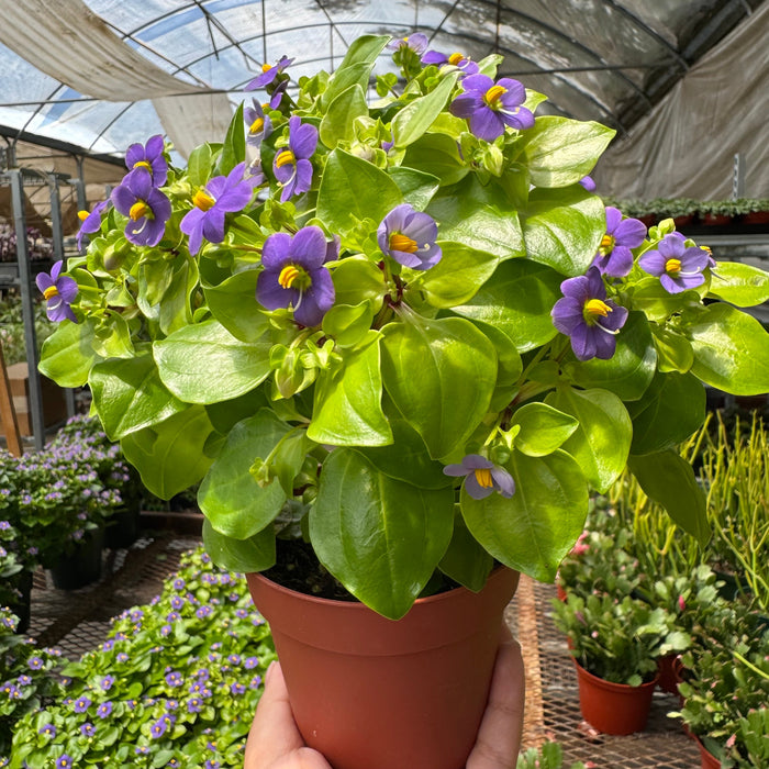 Exacum 'Persian Violet'