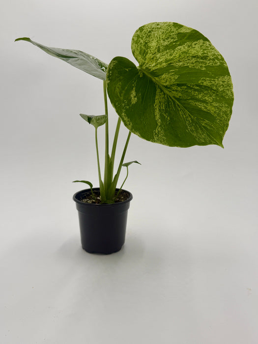 Monstera ‘Bulbasaur’