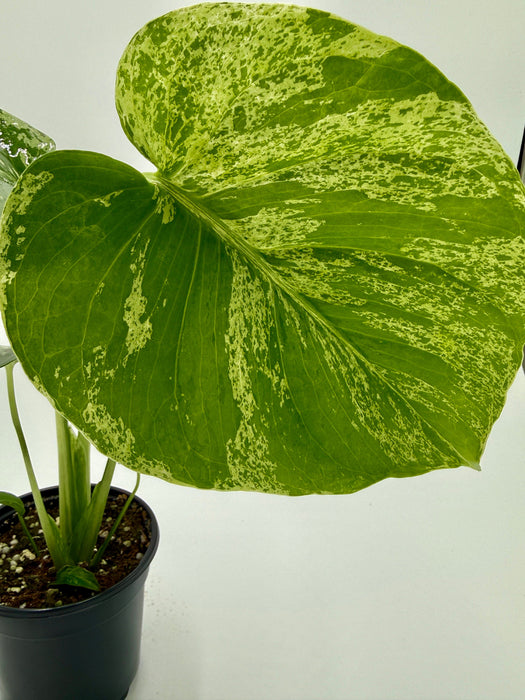 Monstera ‘Bulbasaur’