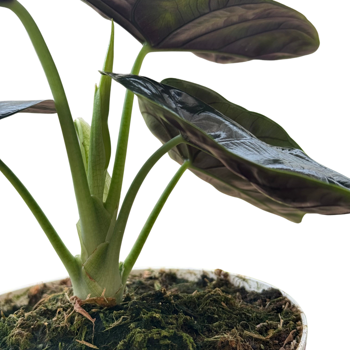 Alocasia 'Green Unicorn'