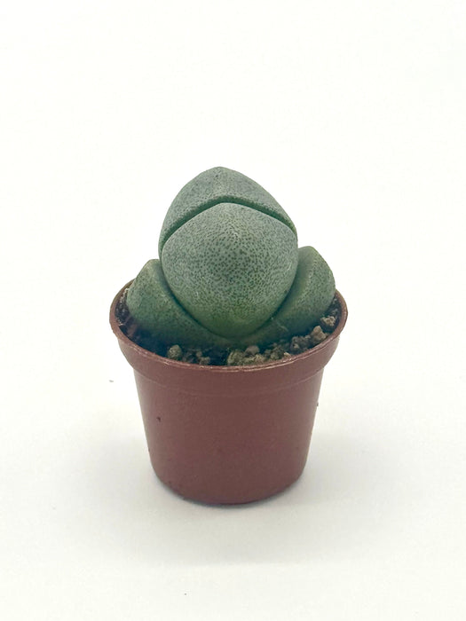 Succulent 'Split Rocks'