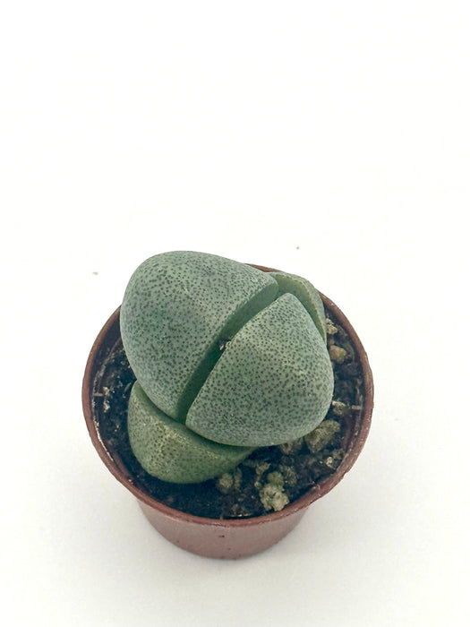 Succulent 'Split Rocks'