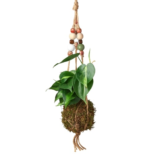 hanging plant balls Bead Kokedama Moss Ball Hanging Plant