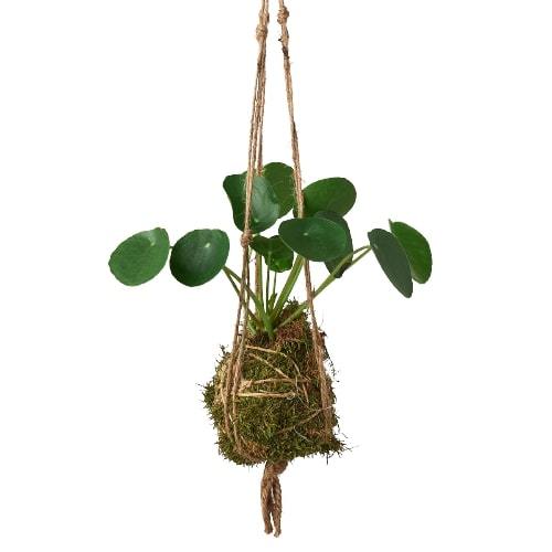hanging plant moss ball Kokedama Moss Ball Hanging Plant