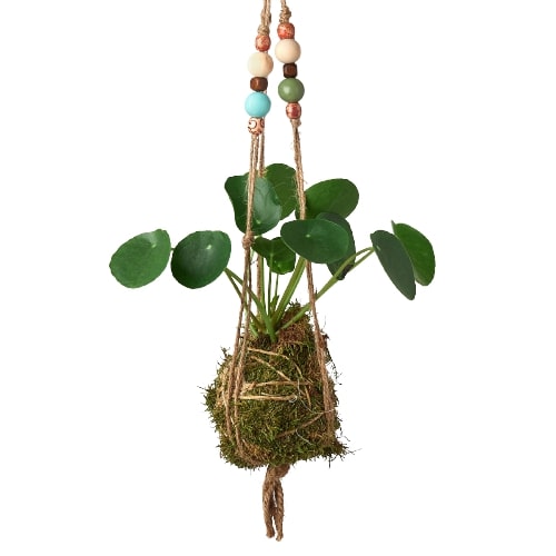 kokedama hanging plants Bead Kokedama Moss Ball Hanging Plant