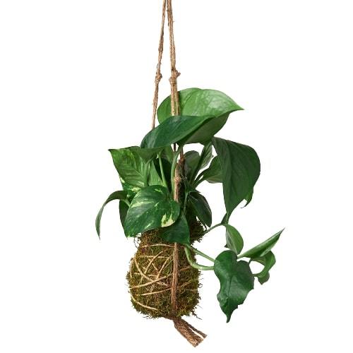 hanging moss ball plant Kokedama Moss Ball Hanging Plant