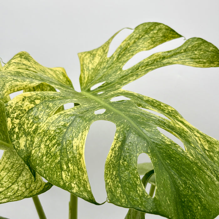 Monstera 'Mint'